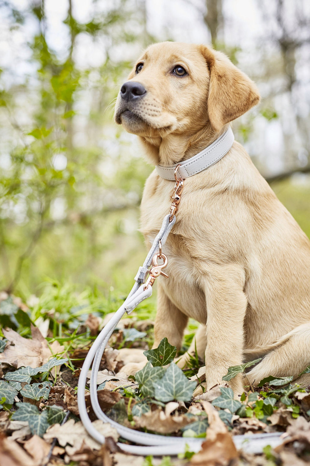 Labrador-Welpe mit hellem Halsband und Leine sitzt im Laub, umgeben von grüner Natur. Stylisches Hundezubehör für Fashionistas.