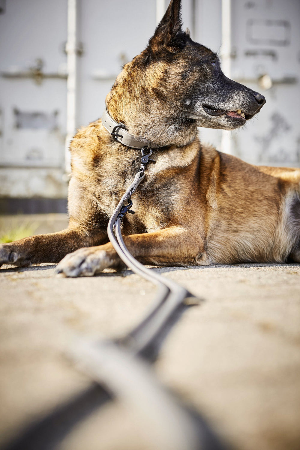 Stylischer Hund mit braunem Fell an einer Leine, blickt konzentriert auf asphaltierter Fläche. AMICI Halsband-Leinen-Kombination.