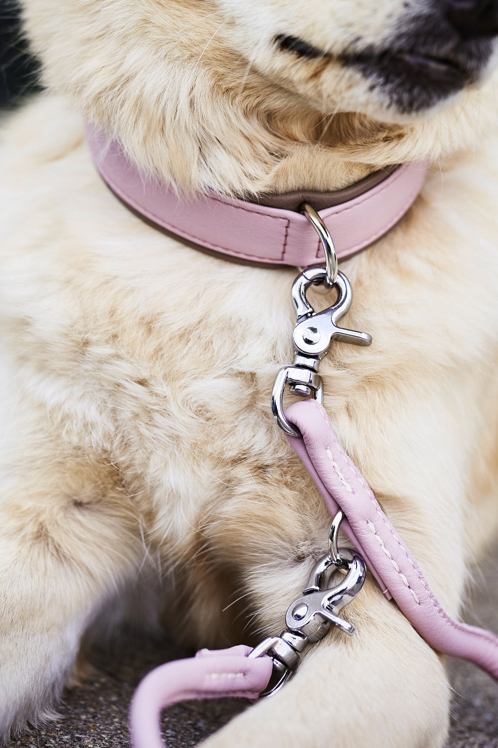Stylischer Hund im rosa Lederhalsband mit silberner Schnalle und passender Leine für ein modisches Statement.