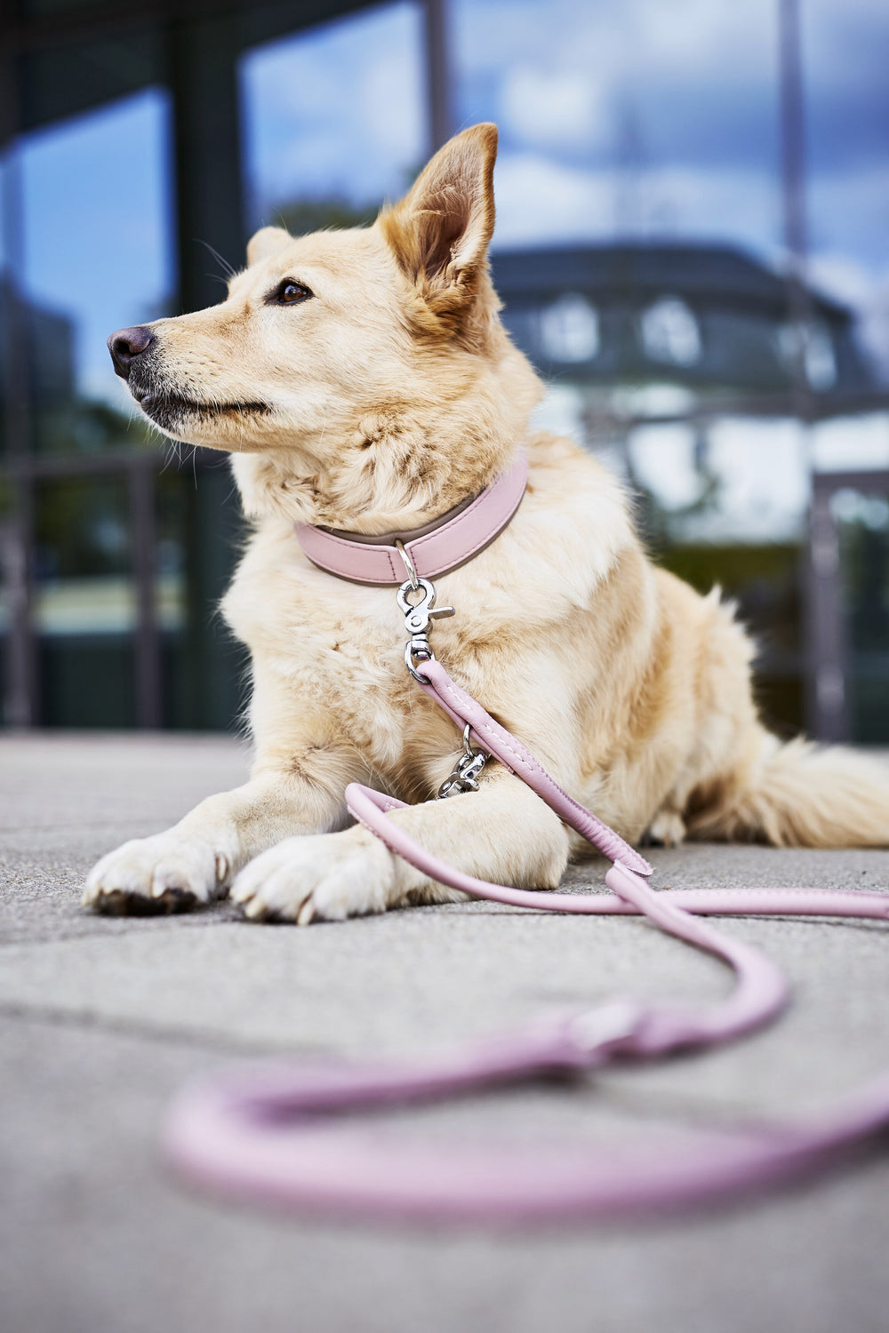 Hund liegt entspannt auf grauer Fläche, trägt pinkes Halsband und passende Leine für ein modisches Statement.