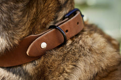 Braunes Lederhalsband von GIRO mit metallener Schnalle für Hunde, ideal für jeden Einsatz und bequem am Nacken anliegend.