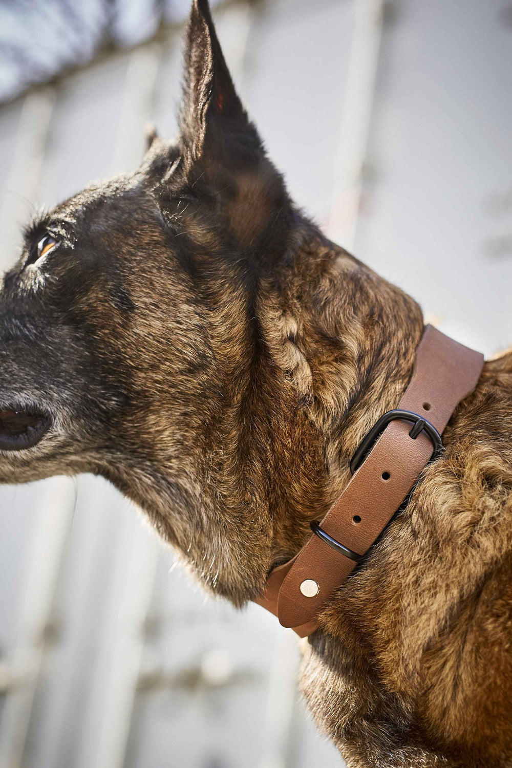 "Gestromter Hund im Profil trägt klassisches braunes Lederhalsband von GIRO – ideal für jeden Einsatz."