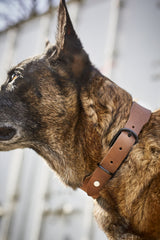 "Hund mit gestromtem Fell trägt ein hellbraunes Ledergeschirr vor grauem Hintergrund."