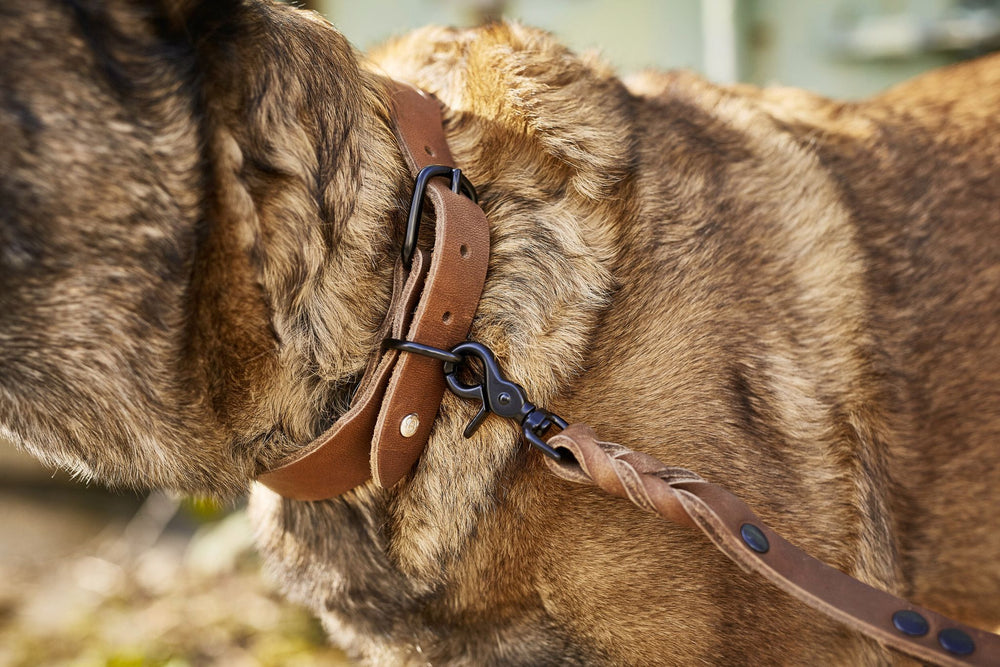 Braunes Lederhalsband mit Schnalle und Leine für Hunde im klassischen Design. Ideal für jeden Anlass.