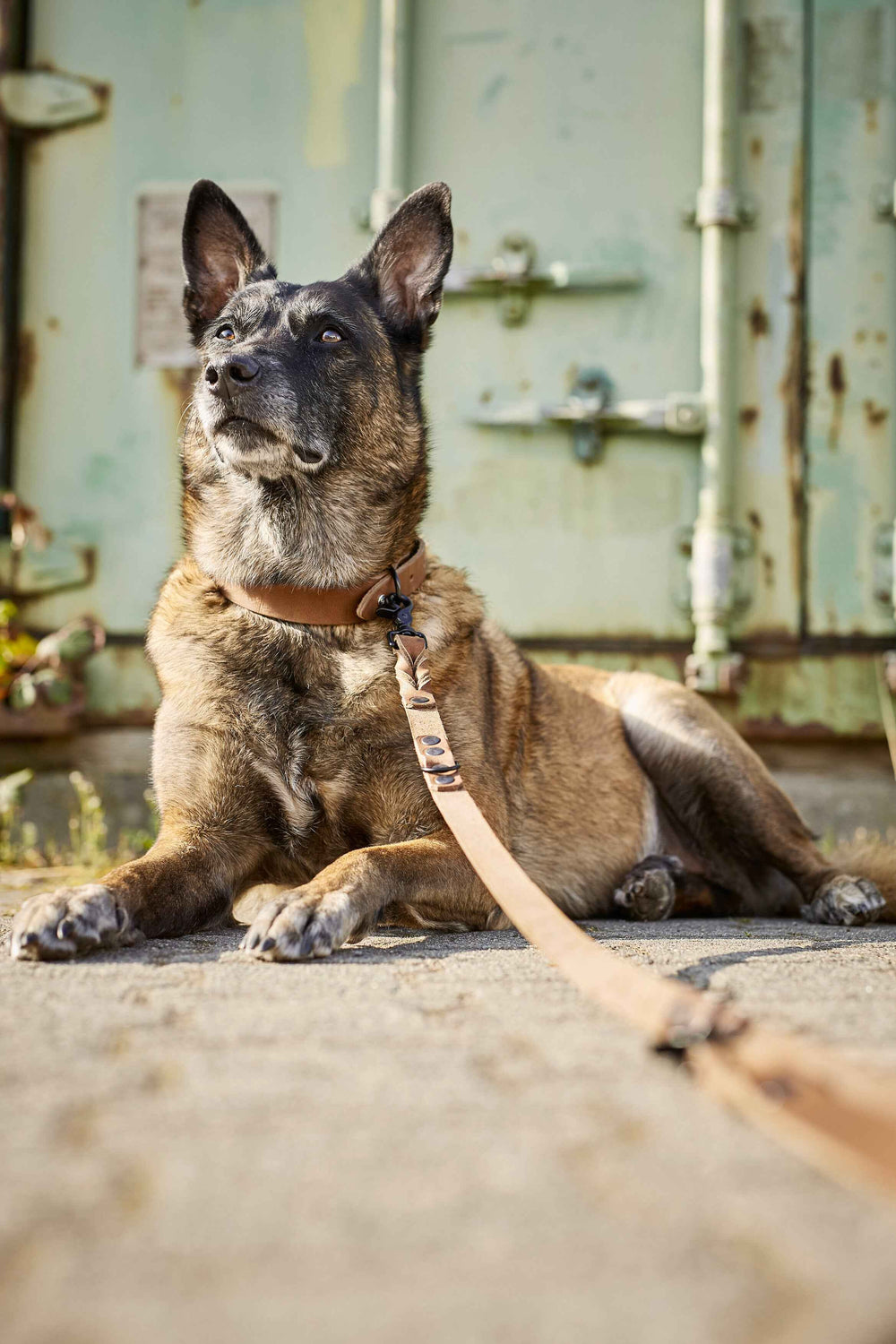 Alt-Text: Entspannter Hund mit gestrometem Fell, braunem Halsband und GIRO-Leine auf grünem Hintergrund.
