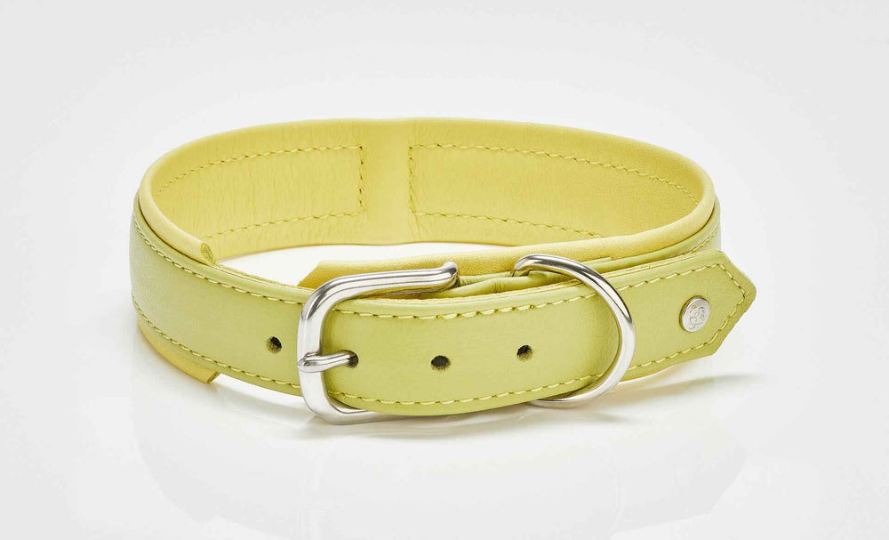 "Stilvolles hellgrünes Nappa-Halsband mit silberner Schnalle für modebewusste Hundefreunde."
