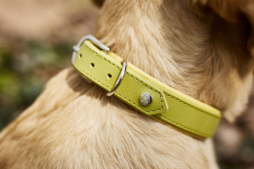 Stylisches gelbes Lederhalsband für Hunde mit hellen Fell, ideale Fashion-Statement für modebewusste Haustierbesitzer.
