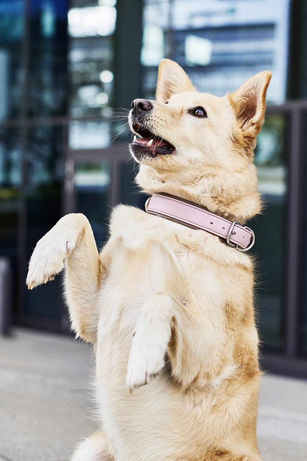 Neugieriger Hund mit beigem Fell sitzt auf den Hinterbeinen und trägt ein pinkes Halsband in stilvollem Ambiente.