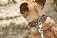 ALT-Text: Braunes exklusives Hundehalsband von BAVARIA mit silbernen Applikationen und Leine am Hund.