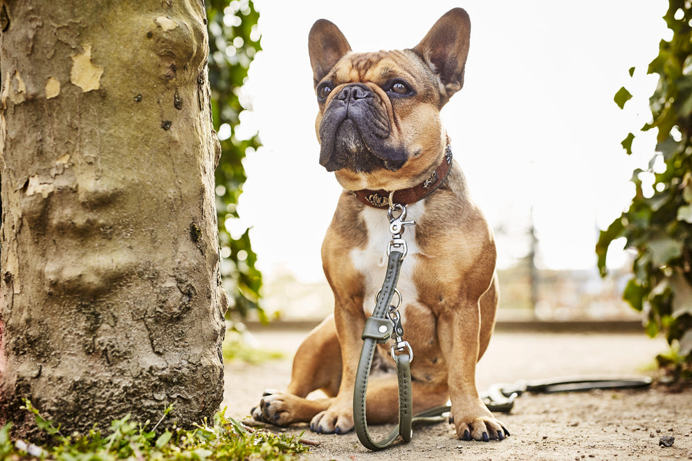 Sitzende französische Bulldogge mit braunem Pelz und Halsband, umgeben von grüner Natur und Bäumen.