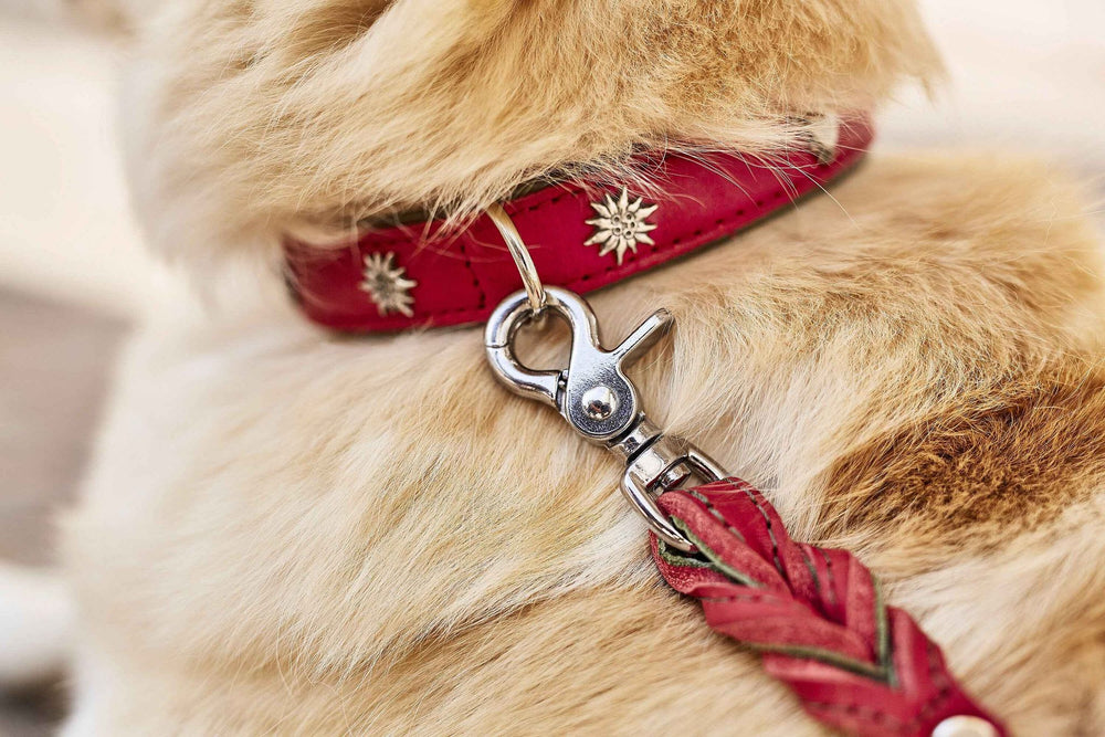 Edelweiss Hundehalsband in rot mit silbernen Verzierungen und geflochtener Leine, stilvoll und elegant für jeden Hund.