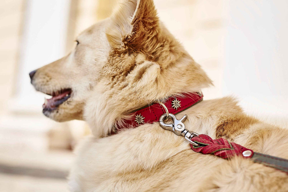 Edelweiss Hundehalsband in Rot mit silbernen Sternen, getragen von einem hellen Hund im Profil.