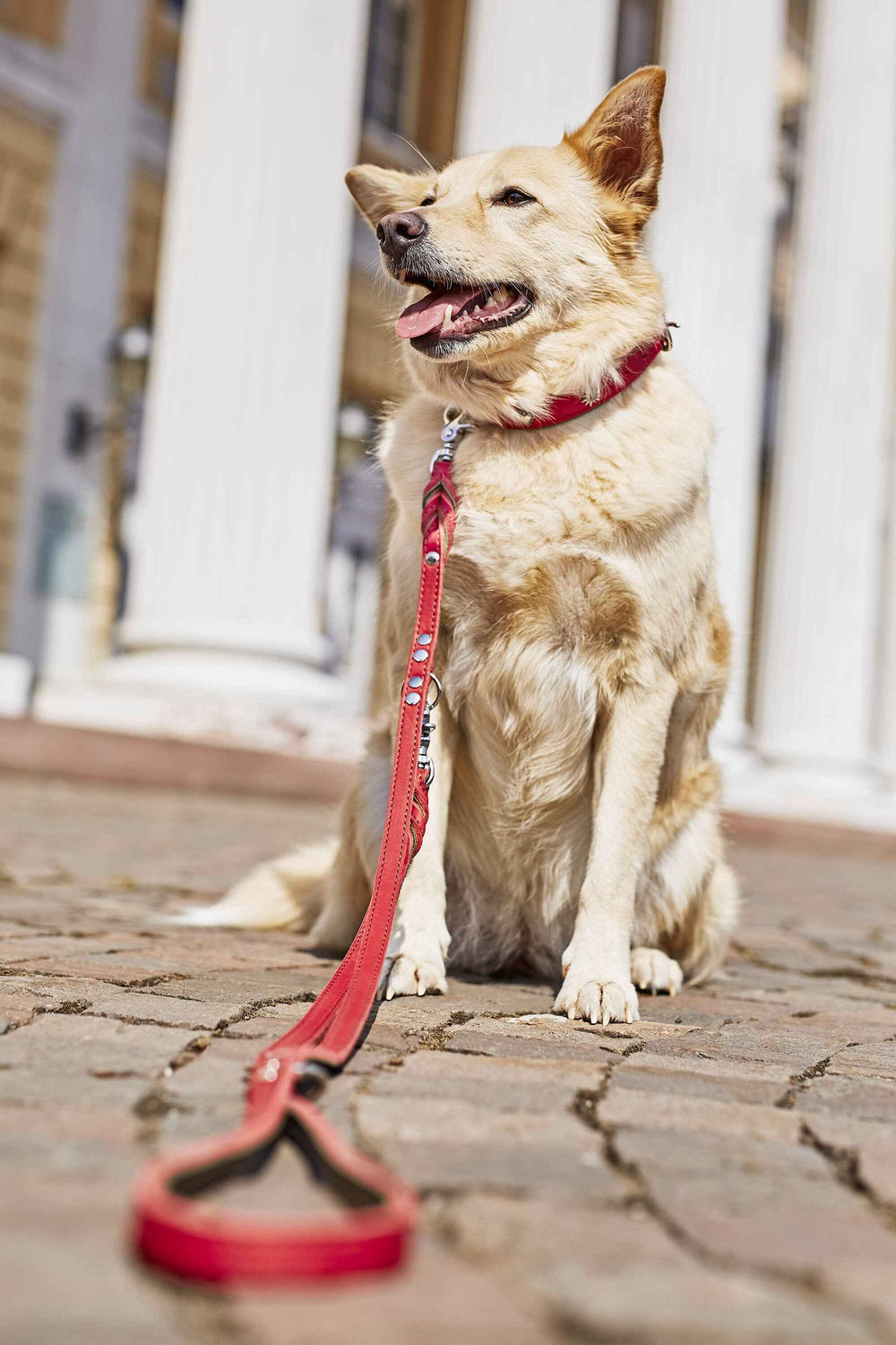 Edelweiss Hundehalsband: Elegantes rotes Halsband mit Leine für stilvolle Hunde in urbaner Umgebung.