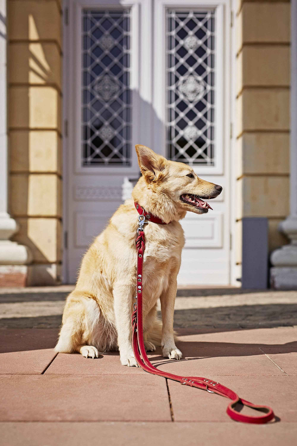 Gelber Hund mit rotem Halsband sitzt stilvoll vor eleganter Eingangstür. EDELWEISS Hundehalsband mit Applikationen.