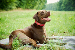 Brauner Hund mit elegantem EDELWEISS-Halsband entspannt auf einer Decke in der Wiese, lächelt in die Kamera.