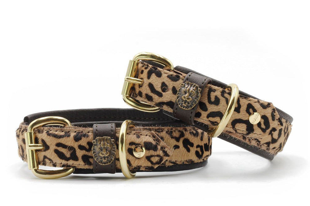 "Zwei elegante Hundehalsbänder im Leopardenmuster mit goldenen Details und samtiger Oberfläche."