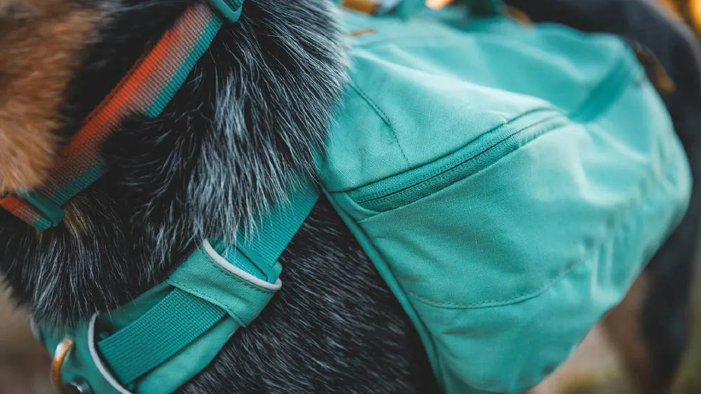 Hund mit braun-schwarzem Fell trägt grünen Front Range® Tagesrucksack mit seitlichem Reißverschluss.