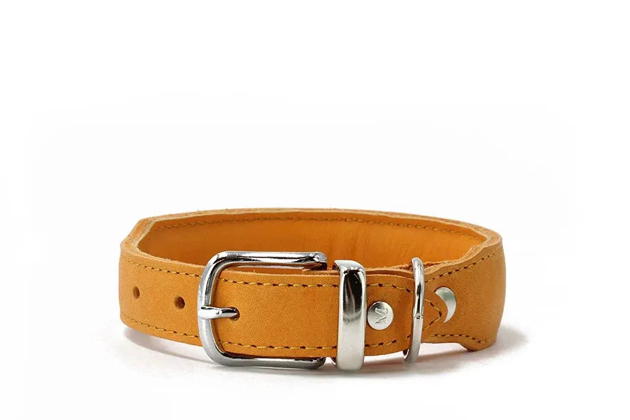 Gepolstertes gelbes Lederhalsband Mono Pop mit silberner Schnalle und verstellbaren Löchern für optimalen Tragekomfort.