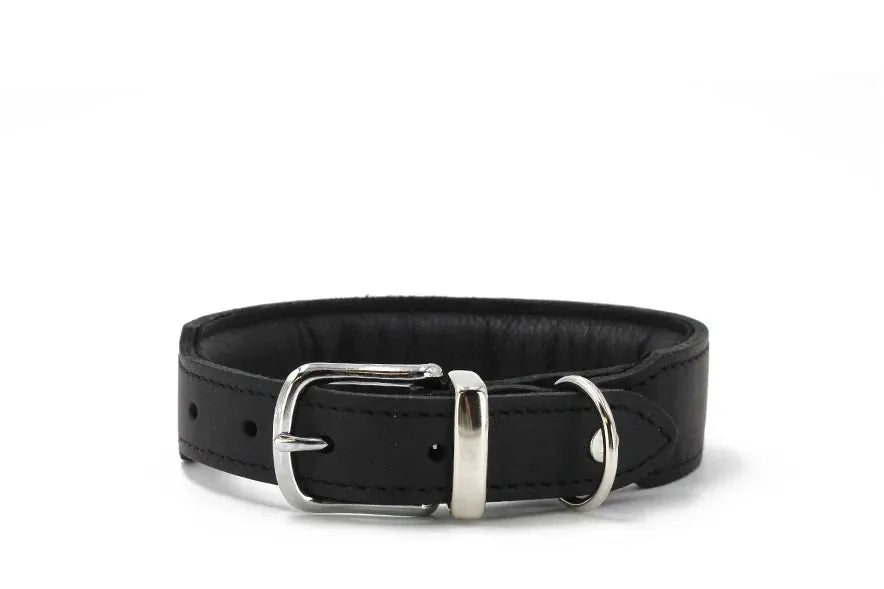 Schwarzes gepolstertes Halsband aus Leder mit silberner Schnalle und verstellbaren Löchern auf weißem Hintergrund.