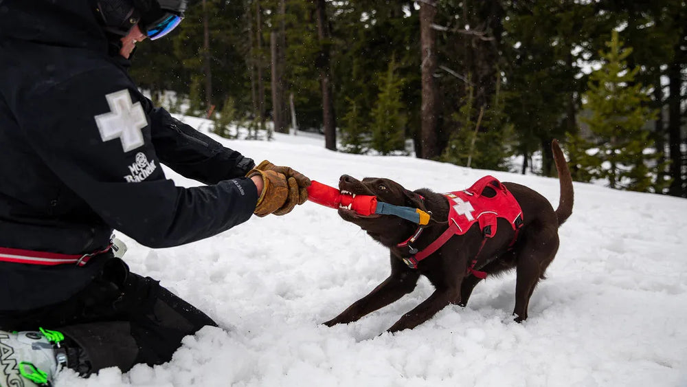 Hund im Schnee zieht an dem Pacific Loop™ Spielzeug, während ein Mann ihn festhält – Spaß im Winter!