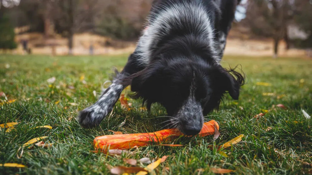 Schwarzer Hund mit weißen Flecken schnüffelt neugierig an orangefarbenem Spielzeug auf grüner Wiese voller Blätter.