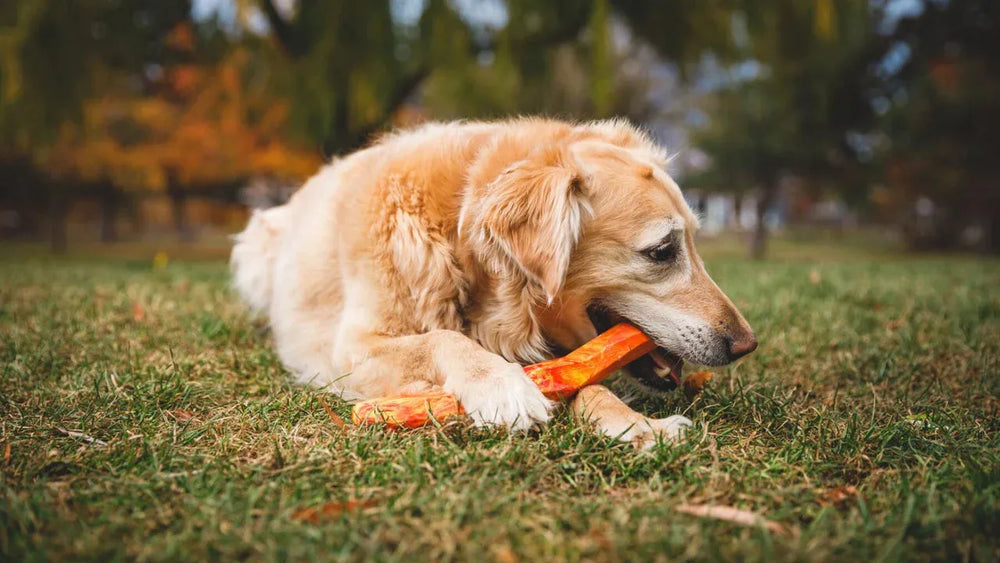 Golden Retriever auf grüner Wiese mit orangefarbenem Spielzeug, herbstliche Bäume im Hintergrund.