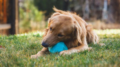 Golden Retriever liegt auf grüner Wiese und spielt mit blauem Spielzeug, unscharfe Bäume im Hintergrund.