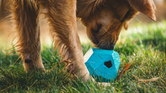 Golden Retriever spielt konzentriert mit einem blauen sechseckigen Spielzeug auf einer sonnigen grünen Wiese.