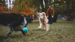 Zwei Hunde im Park: ein graustäbiger schwarzer Hund und ein goldener Hund spielen mit einem blauen Ball.