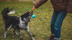 Hund mit schwarz-weißem Fell spielt mit Mensch im Freien, hält ein blaues Spielzeug im Maul.