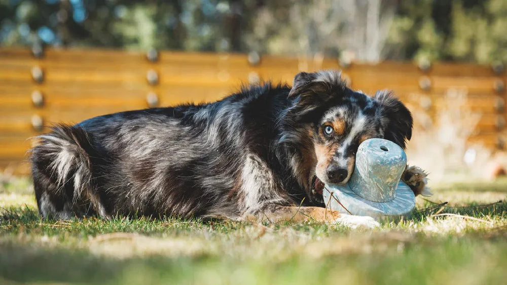 Hund spielt neugierig mit dem Porcini™ Spielzeug in Hutform auf einer Wiese, umgeben von Bäumen.