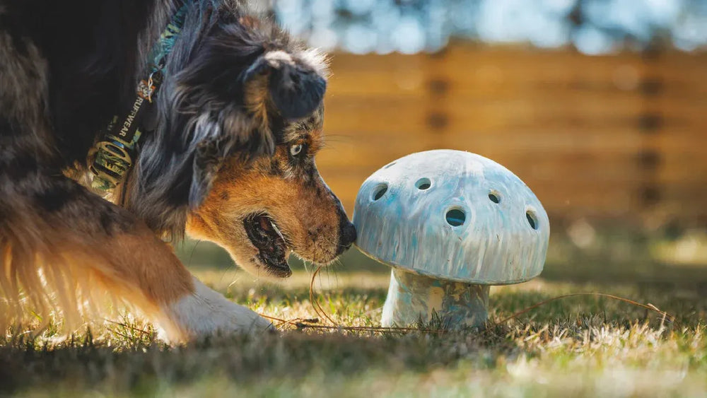 Hund schnüffelt neugierig an buntem pilzförmigen Porcini™ Spielzeug im grünen Gras.