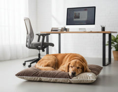 Golden Retriever entspannt auf dem eckigen Komfortkissen "SAMA" in einem modernen, lichtdurchfluteten Raum.