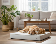 Beige orthopädische Matte "LAGO" im Wohnraum, Golden Retriever und Katze liegen gemütlich darauf.