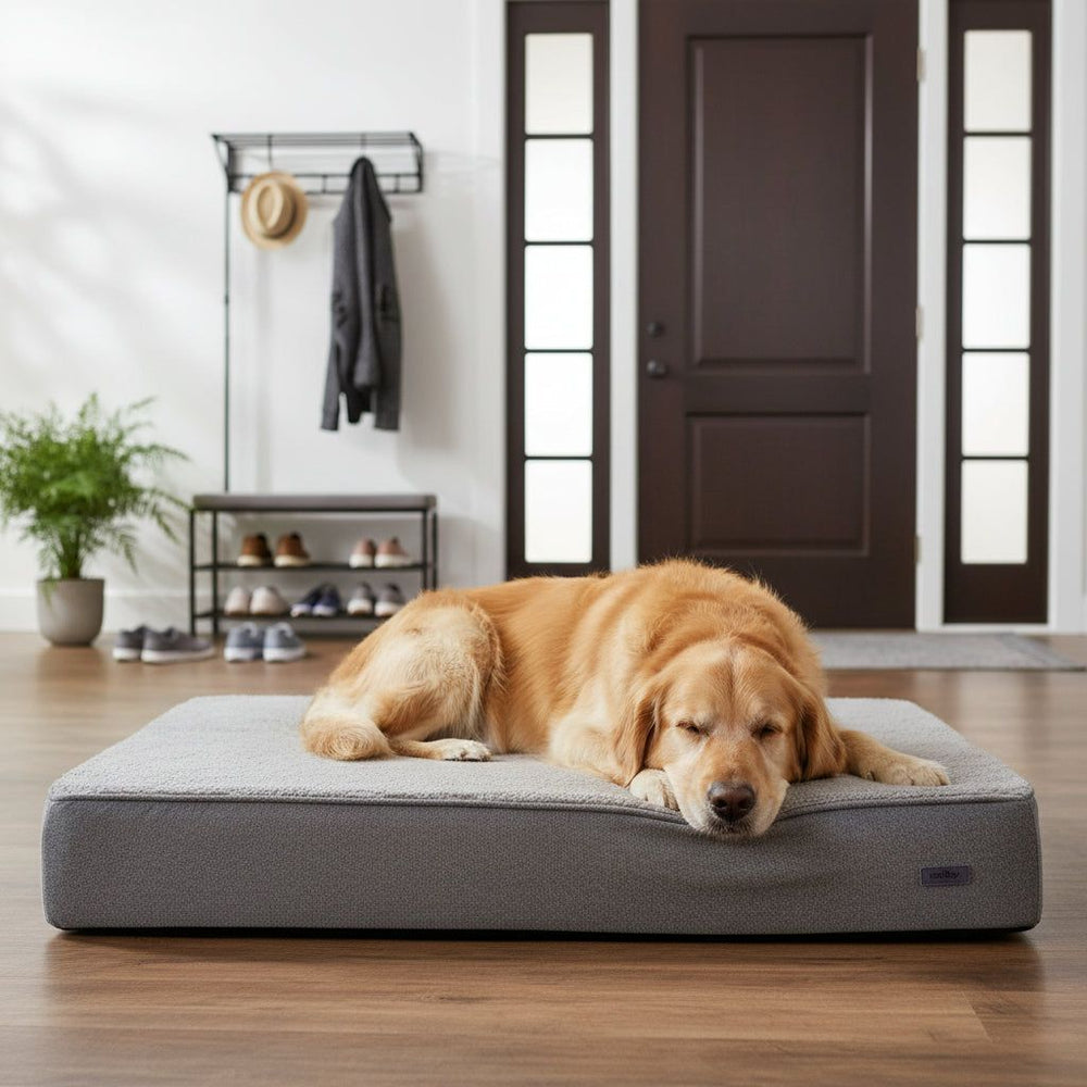 Golden Retriever auf grauer Komfortmatte "CALBU" in einem hellen Raum mit Eingangstür und Garderobe.
