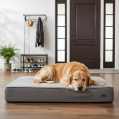 Golden Retriever auf grauer Komfortmatte "CALBU" in einem hellen Raum mit Eingangstür und Garderobe.