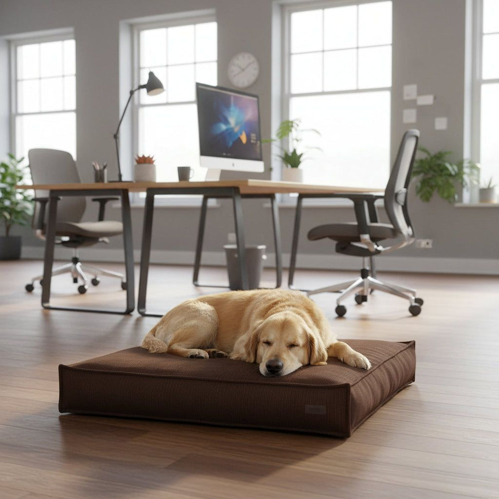 Hund schläft auf braunem Hundebett "Kamba" in modernem Büro mit Tageslicht und Schreibtisch.