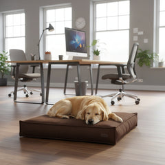 Hund schläft auf braunem Hundebett "Kamba" in modernem Büro mit Tageslicht und Schreibtisch.