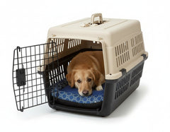 Hundefreundliche Transportbox "JUKU" in Beige und Schwarz mit offenem Gitter, Hund auf blauer gepolsterter Matte.