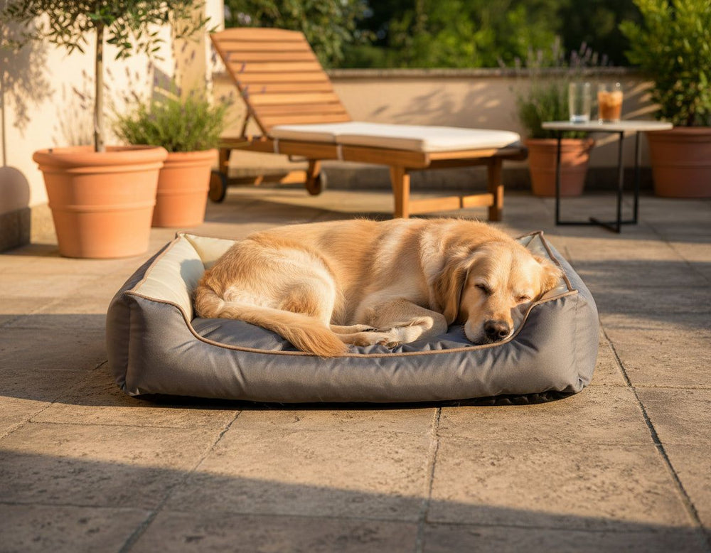 Golden Labrador liegt entspannt auf dem grauen Komfortbett "Asja" in heller, freundlicher Umgebung mit Pflanzen.