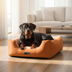 Rottweiler entspannt in orangefarbenem Hundebett im lichtdurchfluteten Wohnraum mit Sofa und Tisch.