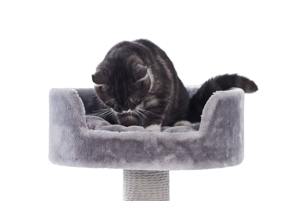 Grauer Kratzbaum Classic ZERA mit runder, gepolsterter Plattform und sitzender schwarzer Katze. Ideal für Katzenliebhaber.