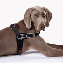 Hund mit grauem Fell in schwarzem Geschirr blickt auf neutralem Hintergrund in die Kamera.