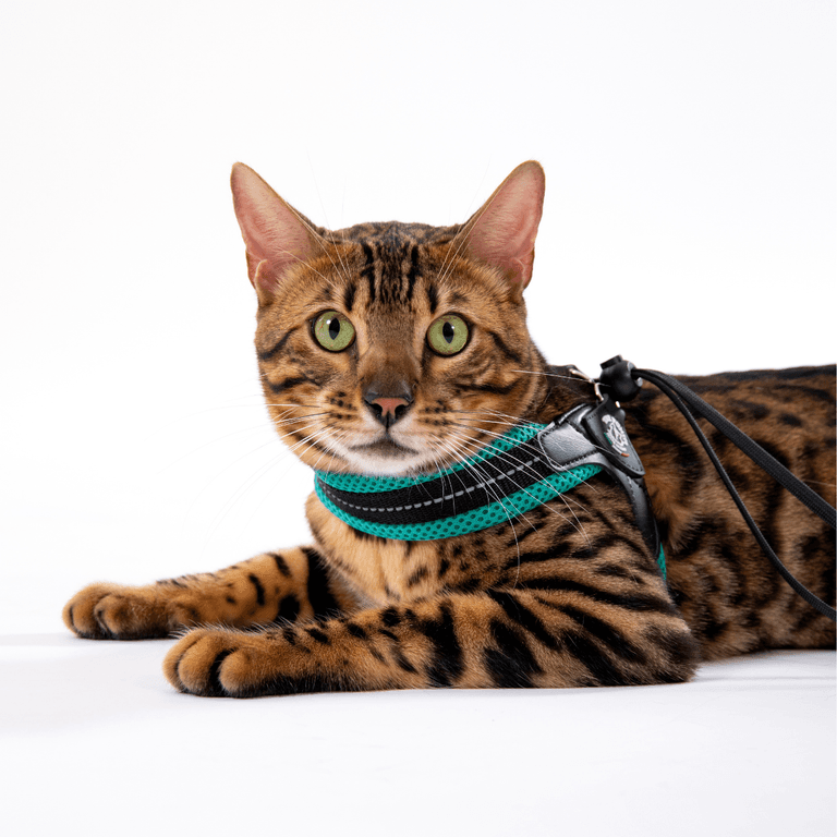 Bengal-Katze in schwarzem Geschirr mit grünen Akzenten entspannt auf weißem Hintergrund.