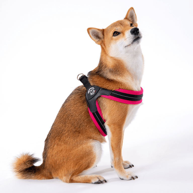 Shiba Inu mit pinkem Geschirr sitzt aufmerksam vor weißem Hintergrund.