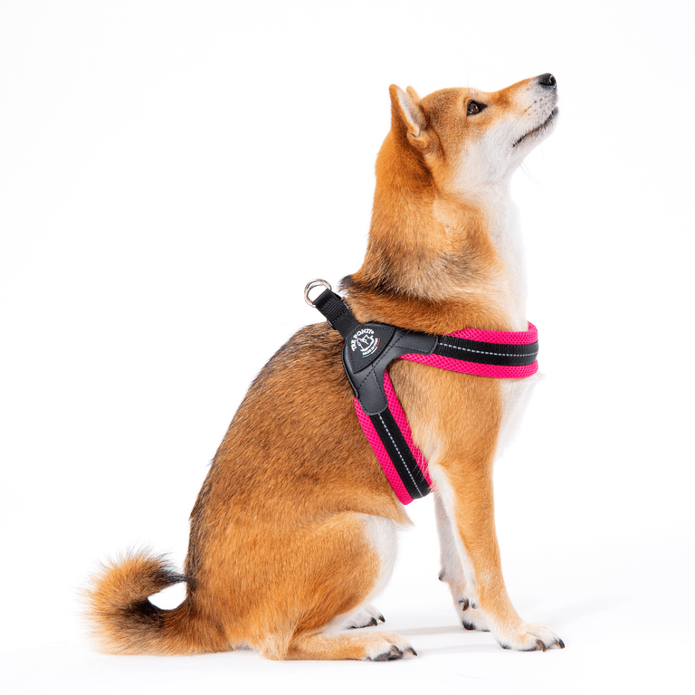 Shiba Inu mit pinkem Geschirr sitzt aufrecht vor weißem Hintergrund.