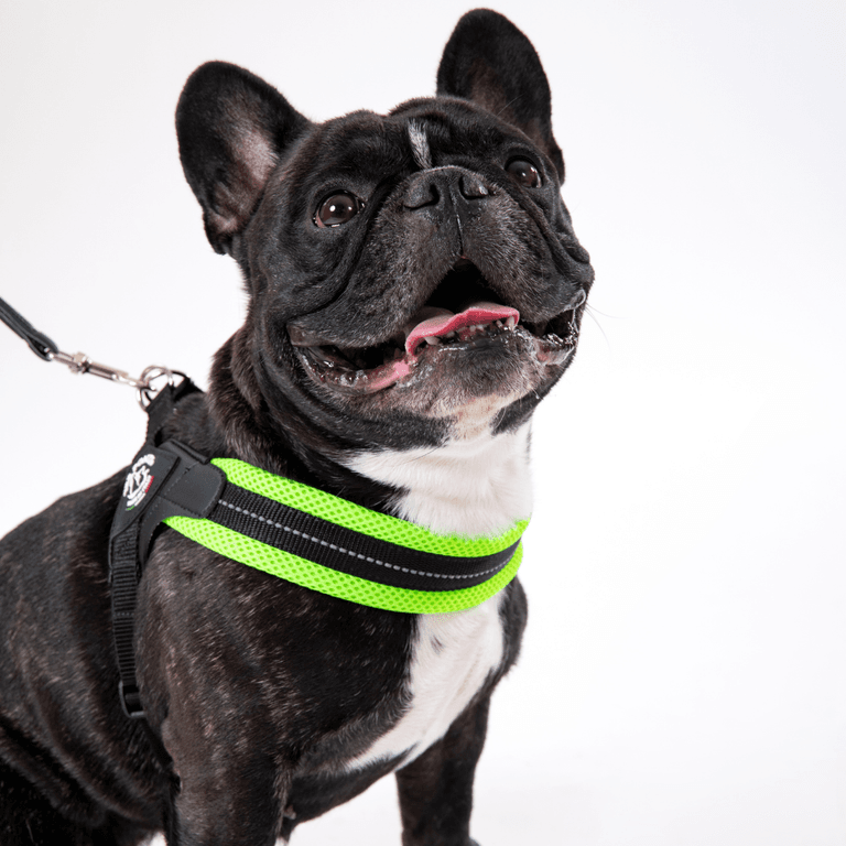 Französische Bulldogge mit grünem Geschirr steht fröhlich vor der Kamera.