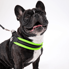 Französische Bulldogge mit grünem Geschirr steht fröhlich vor der Kamera.