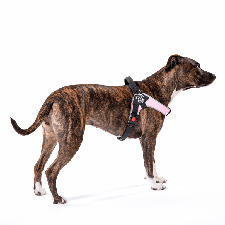 Hund mit gestromtem Fell im schwarzen Geschirr mit pinken Akzenten vor weißem Hintergrund.