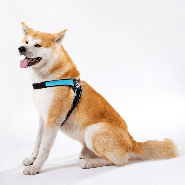 Akita-Hund mit orange-weißem Fell, trägt schwarzes Geschirr mit blauen Akzenten, sitzt freundlich und zeigt Zunge.